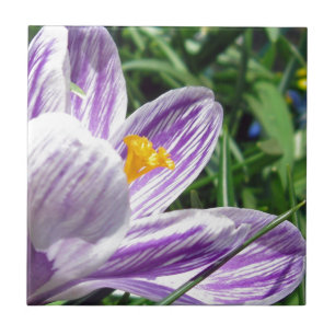 Violetter Frühlingskrokus Fliese