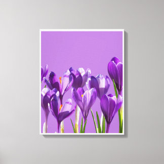 Violetter Krokus Erwachen Leinwanddruck