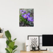 Violetter Krokus Poster (Heimbüro)