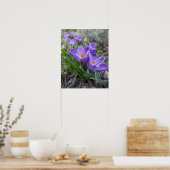 Violetter Krokus Poster (Küche)