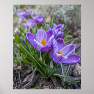 Violetter Krokus Poster