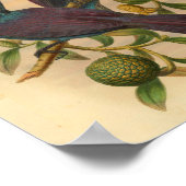 Violetter Purpur-Manucode Vintage-Vogelprint Poster (Ecke)
