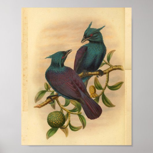 Violetter Purpur-Manucode Vintage-Vogelprint Poster (Vorne)