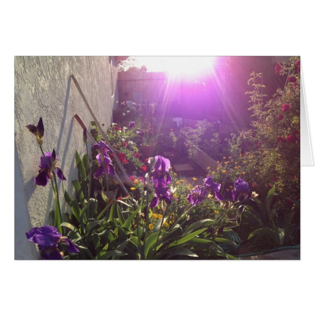 Violettes Feuer durch Harmonie (Vorderseite (Horizontal))