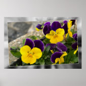 Violettgelbe Stiefmütterchen Poster (Vorne)