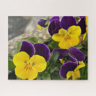 Violettgelbe Stiefmütterchen Puzzle