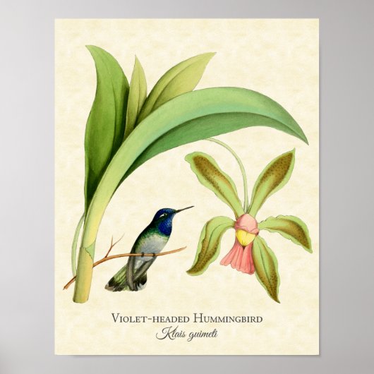 Violettköpfiger Kolibri-Kunstprint Poster (Vorne)