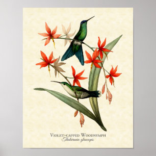 Violettkronen-Waldnymphe-Kolibri-Kunstprint Poster