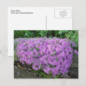 Violettmasse der Blume Postkarte (Vorne/Hinten)