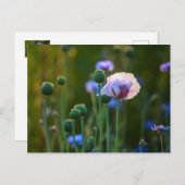 Violettmohn im grünen Gras Postkarte (Vorne/Hinten)