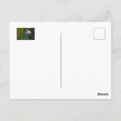 Violettmohn im grünen Gras Postkarte (Rückseite)