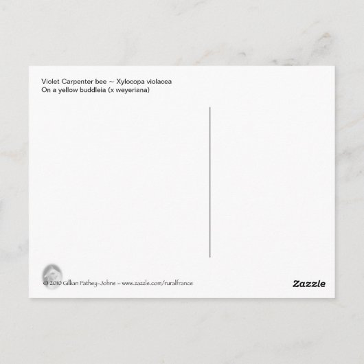 Violettschmuck Postkarte (Rückseite)