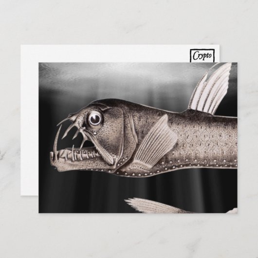 Viperfische Postkarten (Vorne/Hinten)