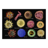 Viren Fotodruck (Vorne)