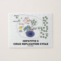 Virenreproduktions-Zyklus der Hepatitis-C