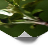 Virginia Apple Blüten Poster (Ecke)