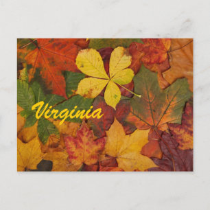 Virginia Autumn Leaves Postcard Postkarte
