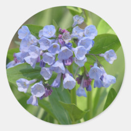 Virginia Bluebell (Mertensia virginica) Aufkleber