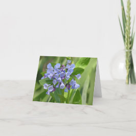 Virginia bluebell (Mertensia virginica) Karte