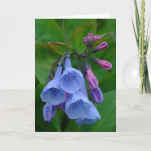 Virginia Bluebells, Card Karte (Vorderseite)