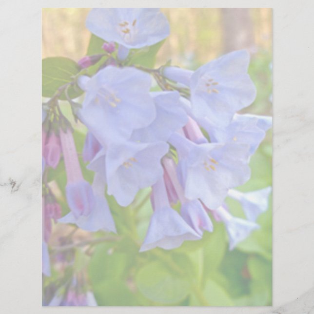 Virginia Bluebells Koordinationselemente (Vorderseite)