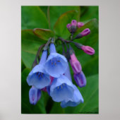 Virginia Bluebells, Poster (Vorne)