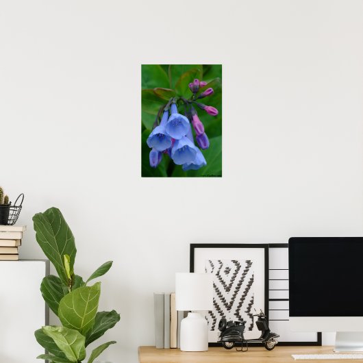 Virginia Bluebells, Poster (Heimbüro)