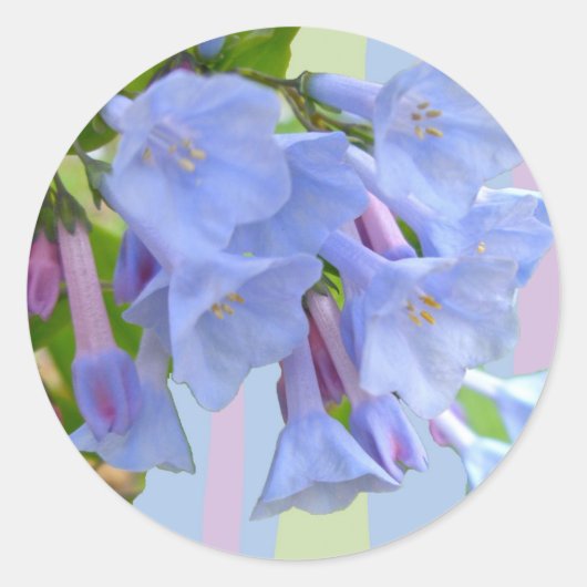 Virginia Bluebells Wildblume Sticker (Vorderseite)
