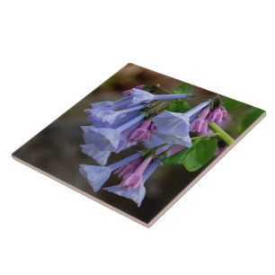 Virginia Bluebells Wildblume Tile Fliese