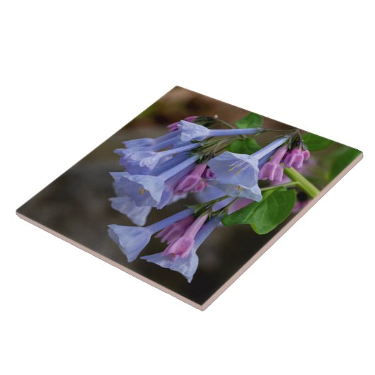 Virginia Bluebells Wildblume Tile Fliese (Seite)