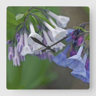 Virginia Bluebells Wildflowers Quadratische Wanduhr