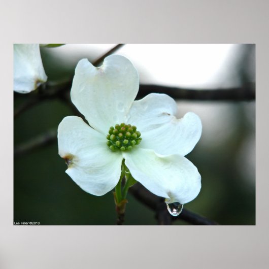 Virginia Dogwood Blossom Tear Drop Poster (Vorne)