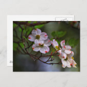 Virginia Dogwood Postkarte (Vorne/Hinten)