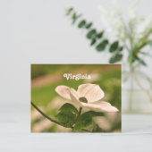 Virginia Dogwood Postkarte (Stehend Vorderseite)