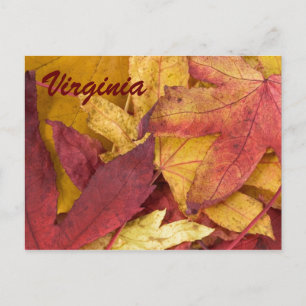 Virginia Herbstlaub Postkarte