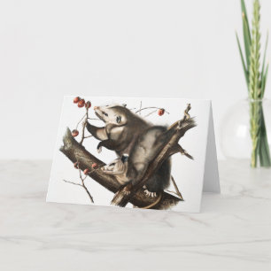 Virginia Opossum Didelphis Virginia Illustration Karte