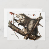 Virginia Opossum Didelphis Virginia Illustration Postkarte (Vorne/Hinten)
