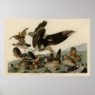 Virginia Partridge, Audubons Vögel von Amerika Poster