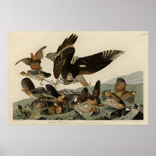Virginia Partridge, Audubons Vögel von Amerika Poster (Vorne)