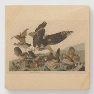 Virginia Partridge, Audubons Vögel von Amerika Steinuntersetzer