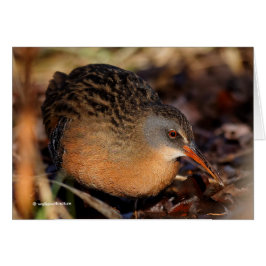 Virginia Rail im Unterbüro