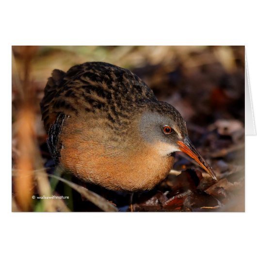 Virginia Rail im Unterbüro (Vorderseite (Horizontal))