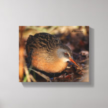 Virginia Rail im Unterbüro