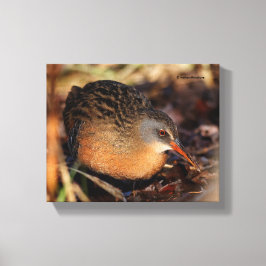 Virginia Rail im Unterbüro Leinwanddruck