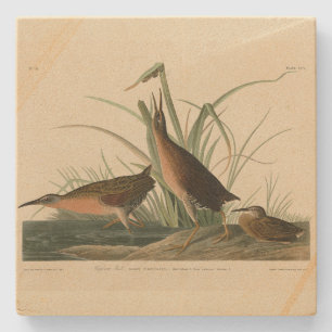 Virginia Rail von Audubons Vögeln Amerikas Steinuntersetzer