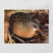 Virginia Rail Waterbird in Underbrush Postkarte (Vorderseite)