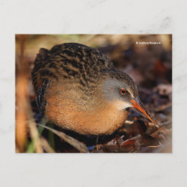 Virginia Rail Waterbird in Underbrush Postkarte