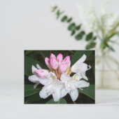 Virginia Rhododendron Postkarte (Stehend Vorderseite)