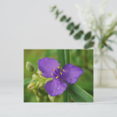 Virginia Spiderwort Blume nach Karte (Stehend Vorderseite)