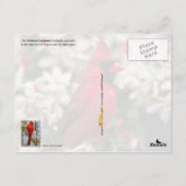 Virginia Staat Bird - Nordlicher Kardinal Postkarte (Rückseite)